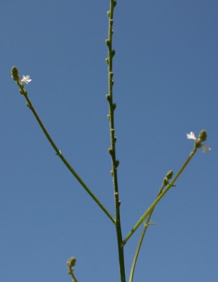 ורבנה רפואית Verbena officinalis L.