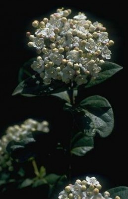 מורן החורש Viburnum tinus L.