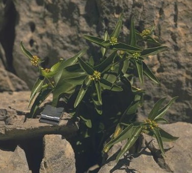 איסם קטן-פרחים Vincetoxicum dionysiense Mouterde