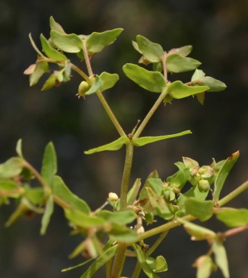 חלבלוב פעוט Euphorbia chamaepeplus Boiss. & Gaill.