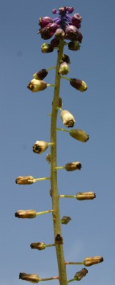 Leopoldia bicolor (Boiss.) Eig & Feinbrun