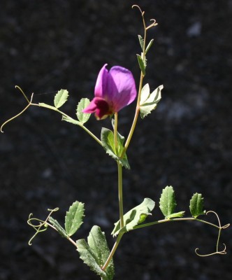 Pisum sativum L.