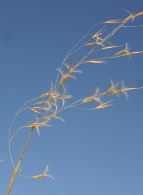 מלענן המטאטאים Stipagrostis scoparia (Trin. & Rupr.) de Winter