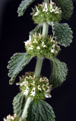 מרמר מצוי Marrubium vulgare L.