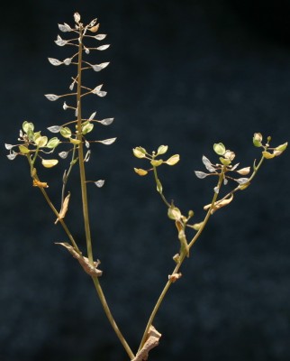 חופניים מצויים Thlaspi perfoliatum L.