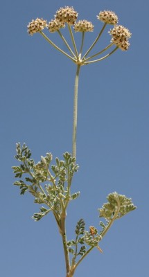 זוזימה מדברית Zosima absinthiifolia (Vent.) Link