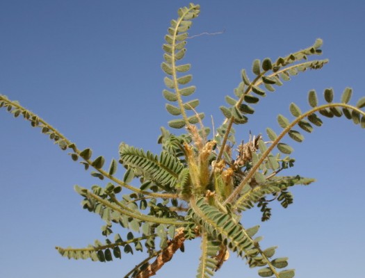 Astragalus caprinus L.