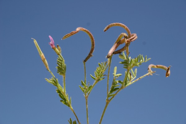 קדד שעיר Astragalus hispidulus DC.