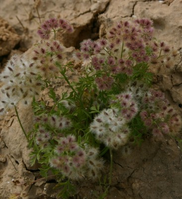 שערור שעיר Chaetosciadium trichospermum (L.) Boiss.