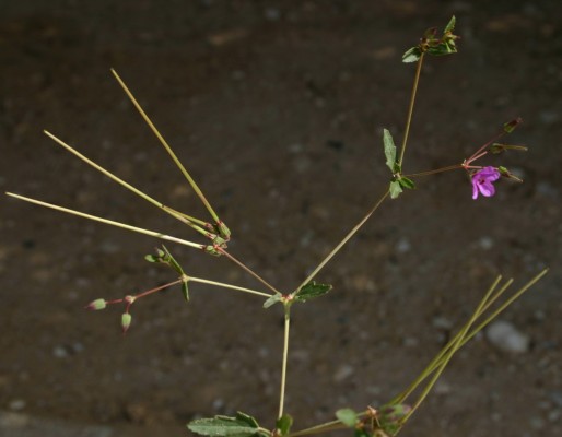 מקור-חסידה קירח Erodium glaucophyllum (L.) L'Her.