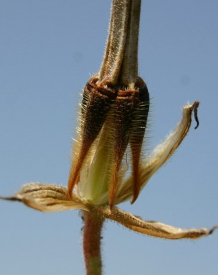 מקור-חסידה גדול Erodium gruinum (L.) L'Her.