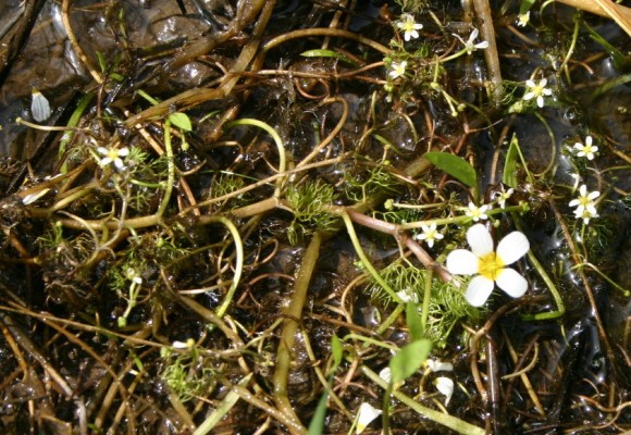 Ranunculus peltatus Schrank