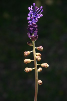 מצילות מצויצות Leopoldia comosa (L.) Parl.