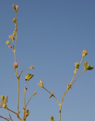 בורהביה זוחלת Boerhavia repens L.