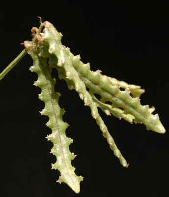 מסוריים מצויים Astragalus pelecinus (L.) Barneby