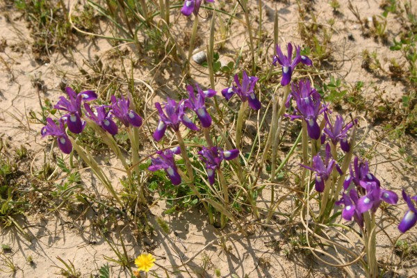 Moraea sisyrinchium (L.) Ker-Gawler