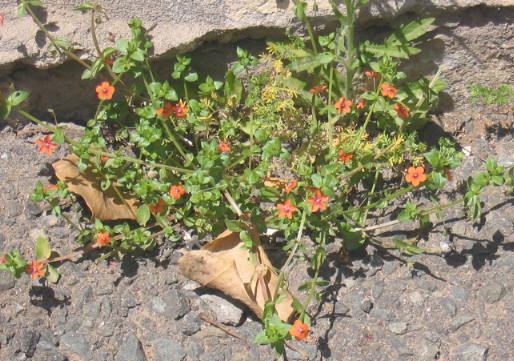 מרגנית השדה Anagallis arvensis L.