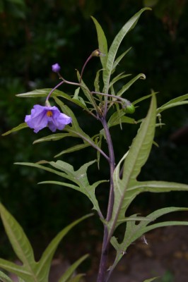סולנום שסוע Solanum laciniatum Aiton