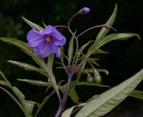 סולנום שסוע Solanum laciniatum Aiton