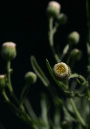 בראש הקרקפת טבעת לבנה של 700-500 פרחי-נקבה זעירים ובמרכזה כ-15-10 פרחים נושאי אבקנים.