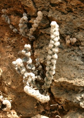 שרכרך הסלעים Cosentinia vellea (Aiton) Tod.