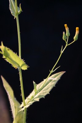 ניסנית קטנת-פרחים Crepis micrantha Czerep.