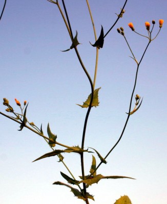 ניסנית קטנת-פרחים Crepis micrantha Czerep.