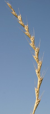 Lolium temulentum L.