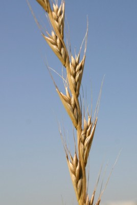 Lolium temulentum L.