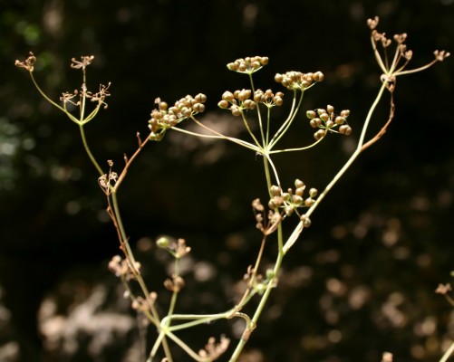 סקליגריה כרתית Scaligeria napiformis (Willd. ex Spreng.) Grande