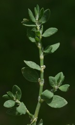 צמחים חד-שנתיים שרועים. העלים דמויי ביצה או אזמל; היחס בין אורך העלה לרוחבו 2:1 עד 4:1.