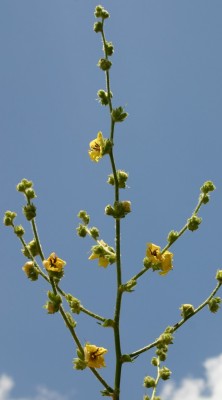 בוצין לקוי Verbascum gaillardotii Boiss.