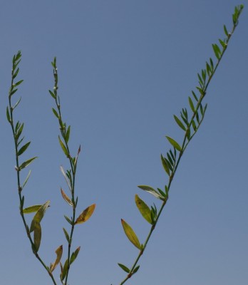 ארכובית צרת-עלים Polygonum aviculare L.