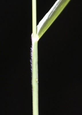 זיפן הדורים Setaria verticillata (L.) P.Beauv.