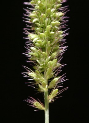 זיפן הדורים Setaria verticillata (L.) P.Beauv.