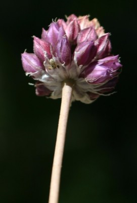 שום עגול Allium rotundum L.