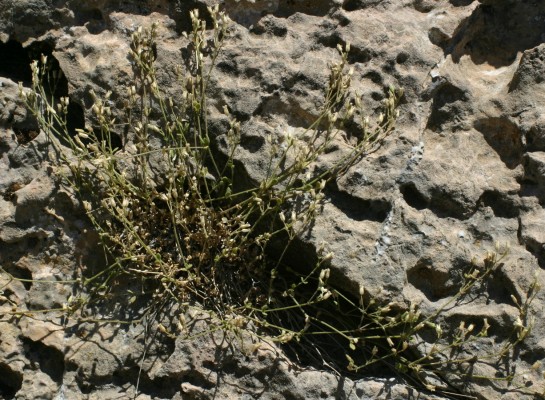 ארנריית הסלעים Arenaria deflexa Decne.
