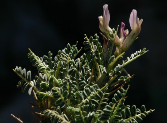 קדד חרמוני Astragalus angustifolius Lam.