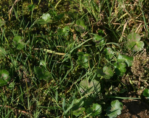 Hydrocotyle ranunculoides L.f.