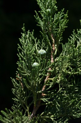 ערער ברושי Juniperus excelsa M.Bieb.