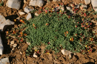צמחי החרמון, נפוצים בקרקעית שקעים (דולינות).