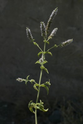 Mentha longifolia L.