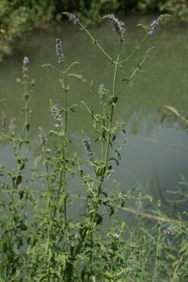 Mentha longifolia L.