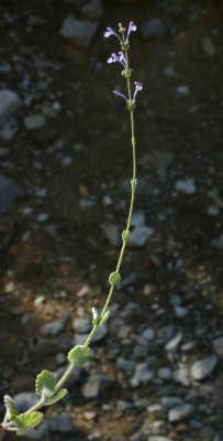 נפית מגובבת Nepeta glomerata Benth.