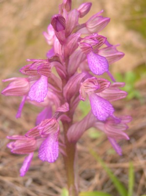Anacamptis papilionacea (L.) R.M.Bateman, Pridgeon & M.W.Chase