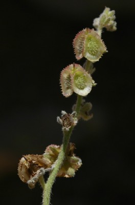 הילל חרמוני Paracaryum lithospermifolium (Lam.) Grande