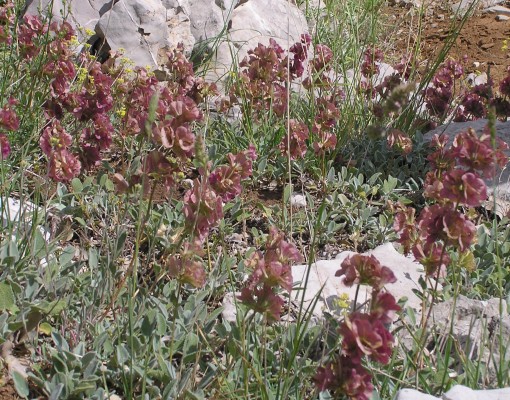 מרווה רחבת-גביע Salvia multicaulis Vahl