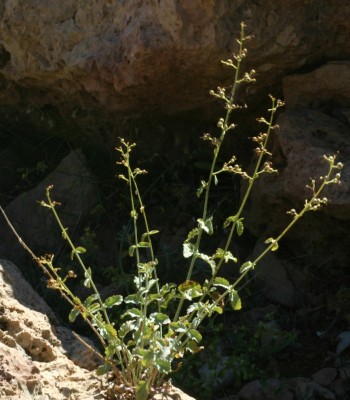 לוענית הלבנון Scrophularia libanotica Boiss.