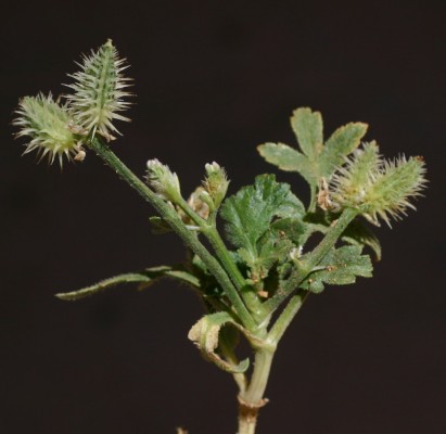 טורגניה רחבת-עלים Turgenia latifolia (L.) Hoffm.