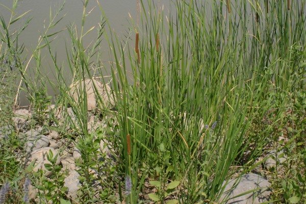 סוף צר-עלים Typha angustifolia L.